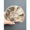 Amonit 10,8cm – Maroko
