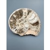 Ammonite 10,8cm – Morocco