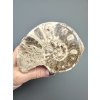 Ammonite 11,3cm – Morocco