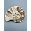 Ammonit 11,3cm – Marokko