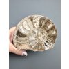 Ammonite 10,7cm – Morocco