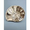 Ammonite 10,7cm – Morocco