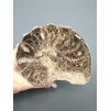 Ammonit 10,9cm – Marokko