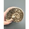 Ammonit 10,6cm – Marokko