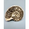 Ammonite 10,6cm – Morocco