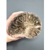 Ammonit 10,5cm – Marokko