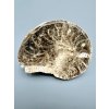 Ammonite 10,5cm – Morocco