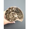 Ammonite 10,4cm – Morocco