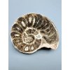 Ammonit 10,4cm – Marokko