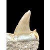 Fossil Tooth of Enchodus Fish – Morocco