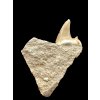 Fossil Tooth of Enchodus Fish – Morocco