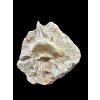 Fossil Tooth of Enchodus Fish – Morocco