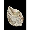Fossil Tooth of Enchodus Fish – Morocco