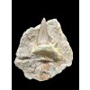 Fossil Tooth of Enchodus Fish – Morocco