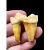 Fossil Cave Bear Tooth (Ursus spelaeus) 3,6cm – Slovakia