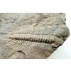 Trilobit Paradoxides gracilis – Felbabka, CZ