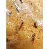 Insects in young amber (copal) 28,5g – Colombia