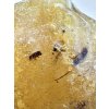Insects in young amber (copal) 28,5g – Colombia