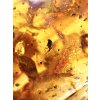 Insekten im jungen Bernstein (Kopal) 199,7g – Kolumbien