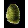 Moldavite – Nesmen – 21,7g