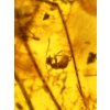 Insects in amber – Lithuania – 7,1g