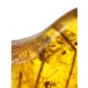 Insects in amber – Lithuania – 7,1g