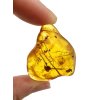 Insects in amber – Lithuania – 7,1g