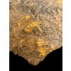 Trilobite Conocoryphe cirina – Rejkovice, CZ