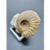 Ammonite Pleuroceras – Staffelstein, Bavaria, Germany
