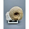 Ammonite Pleuroceras – Staffelstein, Bavaria, Germany