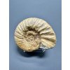 Ammonite Pleuroceras – Staffelstein, Bavaria, Germany