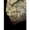 Trilobit Ellipsocephalus hoffi – Jince, CZ