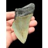 Megalodon fossil tooth 9cm – North Carolina, USA