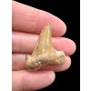 Fossilized shark tooth – Morocco
