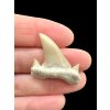 Fossilized shark tooth – Morocco