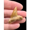 Fossilized shark tooth – Morocco