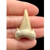 Fossilized shark tooth – Morocco