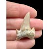 Fossilized shark tooth – Morocco