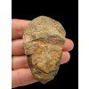 Trilobit – Velký Atlas, Maroko