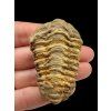 Trilobite – Grand Atlas, Morocco