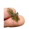 Moldavite – Chlum – 0,6g