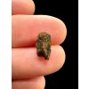 Meteorite NWA 7831 – 0,2g – Western Sahara