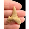 Fossilized shark tooth – Morocco