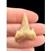Fossilized shark tooth – Morocco