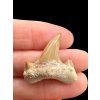 Fossilized shark tooth – Morocco