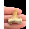 Fossilized shark tooth – Morocco