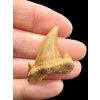 Fossilized shark tooth – Morocco