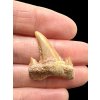 Fossilized shark tooth – Morocco