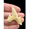 Fossilized shark tooth – Morocco