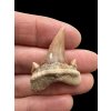Fossilized shark tooth – Morocco